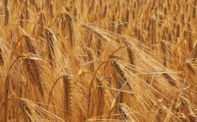 Coldiretti: &quot;Il grano 100% italiano una grande opportunità per il Piemonte&quot;