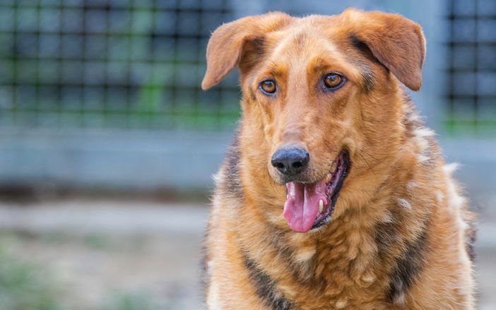 Foto dal profilo facebook "Rifugio il Bau" Foto dal profilo facebook "Rifugio il Bau"