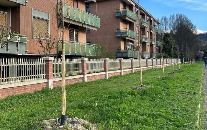 Alberi in via Agudio