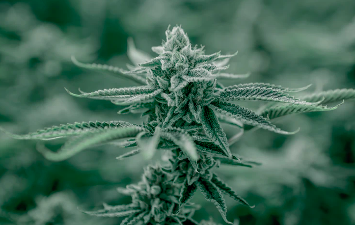 Chissà se il governo Draghi intuirà i benefici economici che si