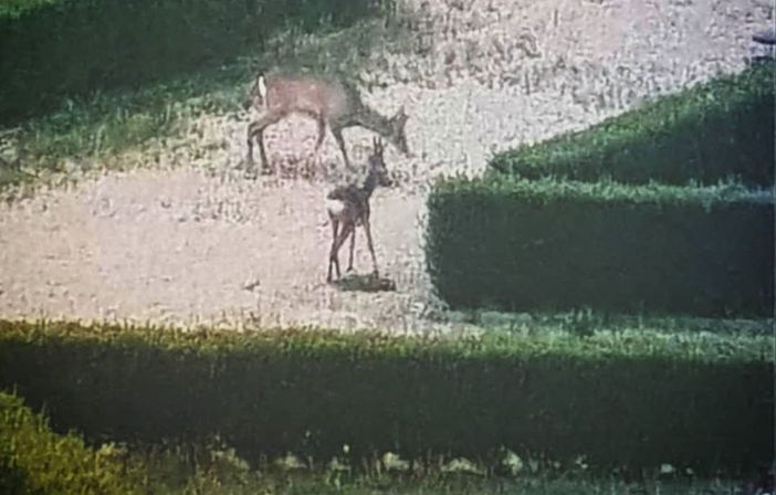 Coronavirus, meno auto in circolazione: così si vedono i caprioli correre dentro il parco di Stupinigi