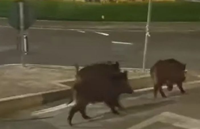 Fuori programma a Moncalieri, gruppo di cinghiali a passeggio in Borgo Navile
