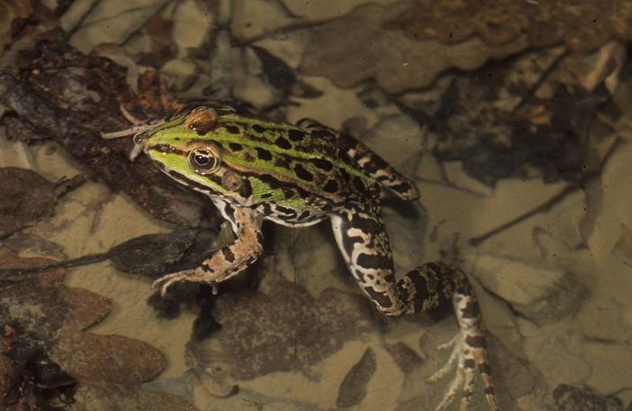 To-Herp: al via il progetto di Citizen Science, per salvare rettili e anfibi urbani torinesi To-Herp: al via il progetto di Citizen Science, per salvare rettili e anfibi urbani torinesi