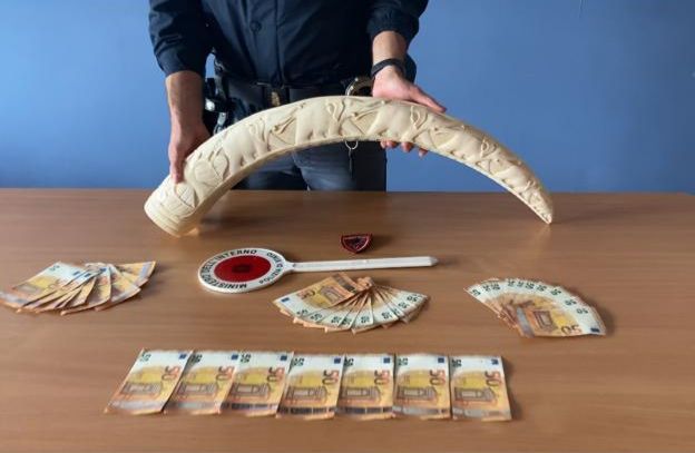 Nel magazzino della villa una zanna d'elefante, addosso banconote false: arrestato 32enne Nel magazzino della villa una zanna d'elefante, addosso banconote false: arrestato 32enne