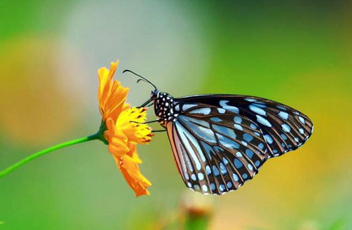 Aurora, "I luoghi del bello” porta le farfalle in via Cecchi
