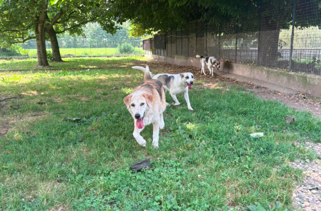 Rifugio di Cavour: emergenza operazioni per oltre 3 mila euro, servono donazioni Rifugio di Cavour: emergenza operazioni per oltre 3 mila euro, servono donazioni