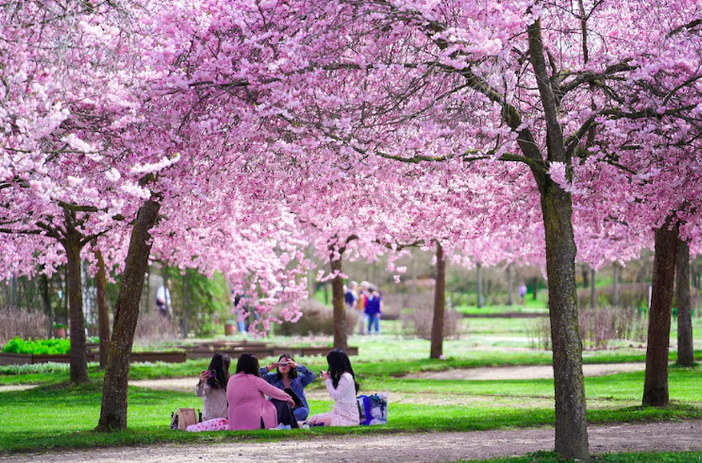 Fioritura dei ciliegi alla Reggia di Venaria: aperture prolungate per tutta la settimana