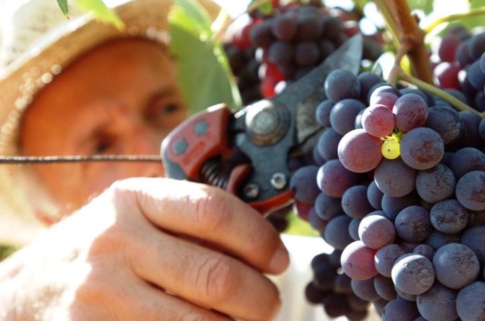 Green Pass, Coldiretti: "Vendemmia a rischio senza una proroga dei permessi dei migranti" Green Pass, Coldiretti: "Vendemmia a rischio senza una proroga dei permessi dei migranti"
