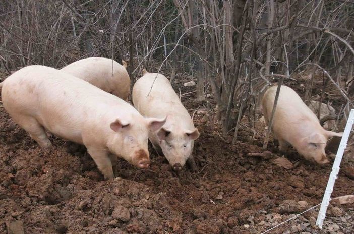 Fase 3, Coldiretti: "Bene i fondi a sostegno della zootecnia 'Made in Piemonte'"