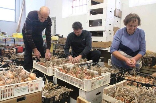 Mauro Musso a Magliano Alpi coltiva con il metodo biologico tante varietà di ortofrutta e alleva capi di Piemontese (FOTO)