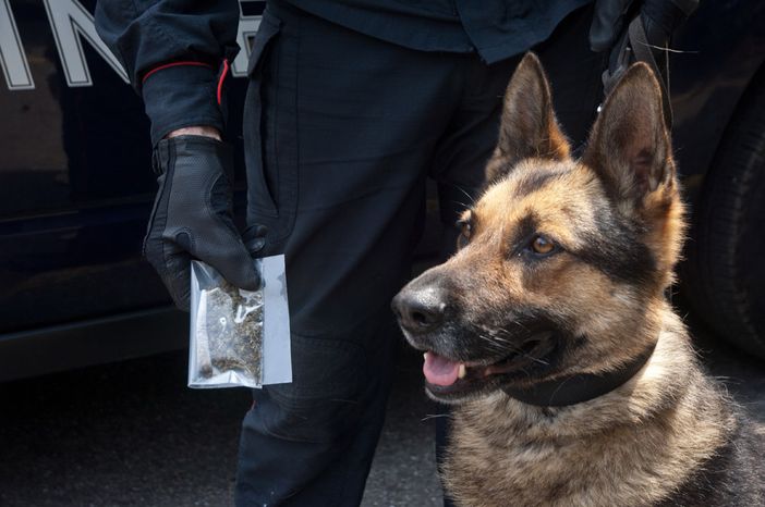 cane antidroga - foto di archivio
