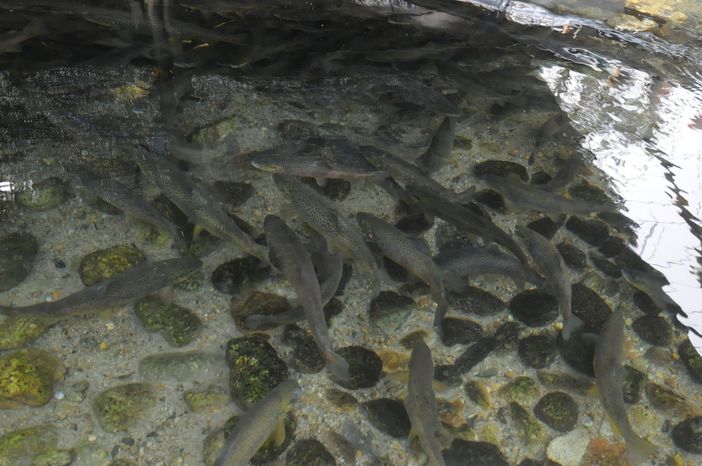 L'assessore Protopapa chiede al ministero dell'Ambiente deroga al divieto di immissione delle trote nelle acque piemontesi L'assessore Protopapa chiede al ministero dell'Ambiente deroga al divieto di immissione delle trote nelle acque piemontesi