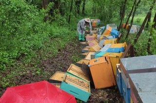 Milioni di api morte e tutte le casette distrutte: "Ho male al cuore". Una raccolta fondi per aiutare Mattia, apicoltore di Cuneo [VIDEO]