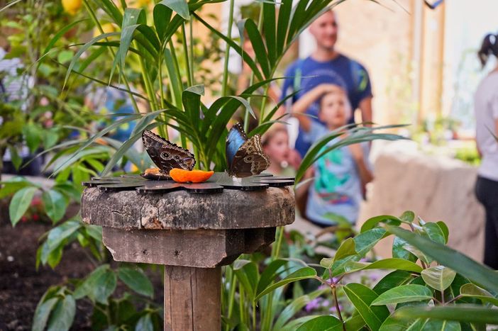 ‘L’Oasi delle farfalle’ di Zoom