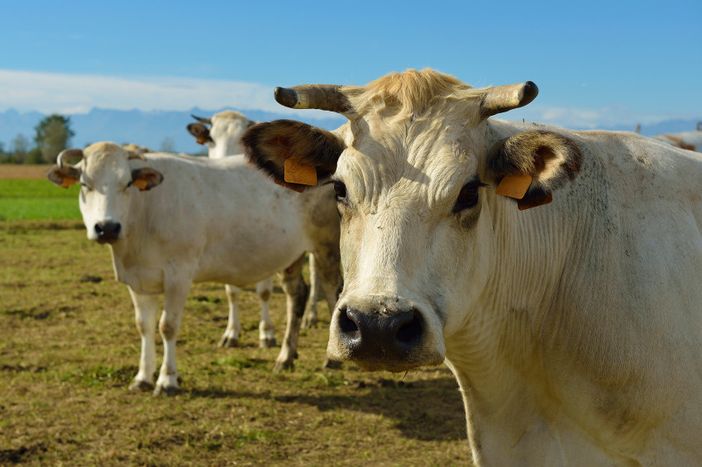 Carmagnola 38^ Mostra provinciale dei bovini di razza Piemontese