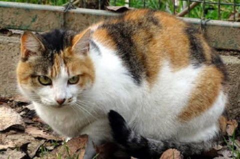 Amici a quattro zampe, non untori (VIDEO)