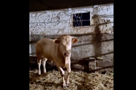 Collegno: recuperato Thor, il vitello fuggito dal rifugio per animali Collegno: recuperato Thor, il vitello fuggito dal rifugio per animali