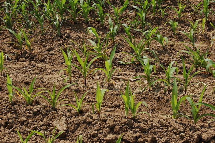 L’Ipla potrà rispondere anche a commesse dai privati L’Ipla potrà rispondere anche a commesse dai privati