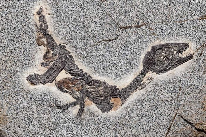 Nemmeno la Reggia di Venaria resiste alla tentazione del Pesce d'Aprile: e tra gli scavi spunta un dinosauro Nemmeno la Reggia di Venaria resiste alla tentazione del Pesce d'Aprile: e tra gli scavi spunta un dinosauro