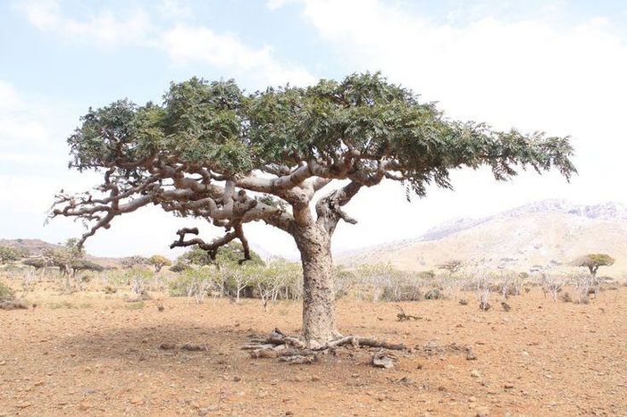 Boswellia sacra, la vera pianta dell'incenso Boswellia sacra, la vera pianta dell'incenso
