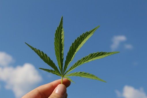 La rinascita della Cannabis sativa: Opportunità e benefici per il futuro