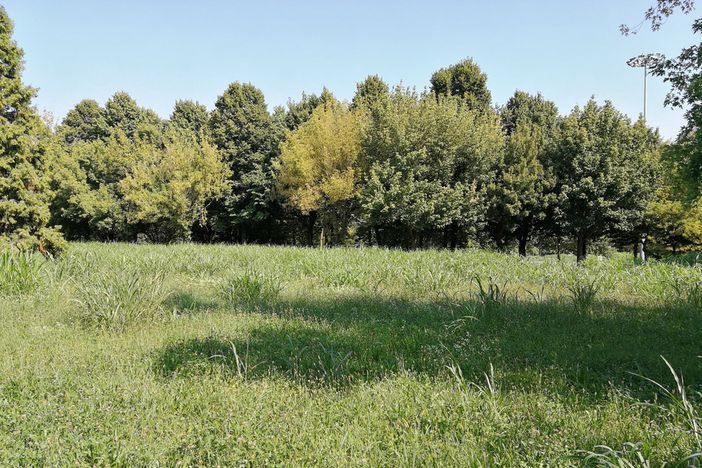 Venaria e l’erba alta: problemi in piazza Michelangelo e via Petrarca [FOTO]
