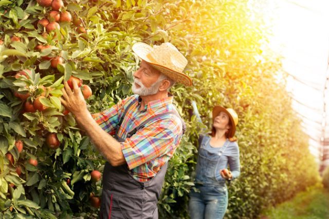Lavori nel frutteto a Febbraio e Marzo quali sono