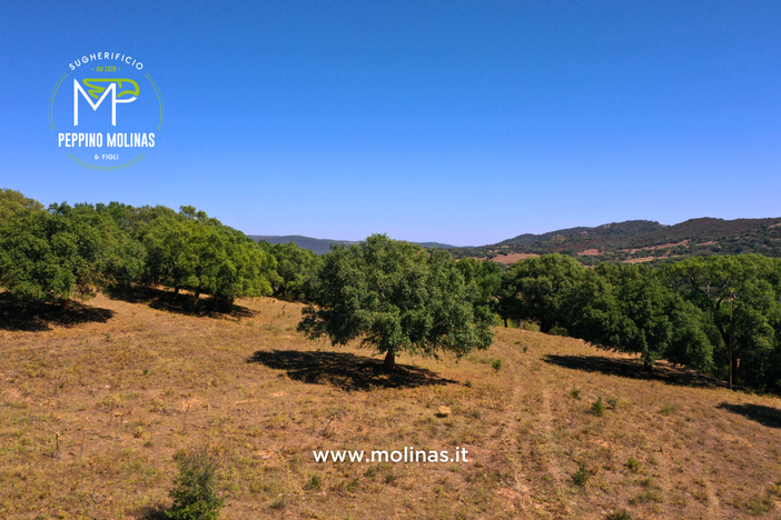 Sugherificio Molinas raddoppia gli ettari di foreste di proprietà certificati FSC® Sugherificio Molinas raddoppia gli ettari di foreste di proprietà certificati FSC®