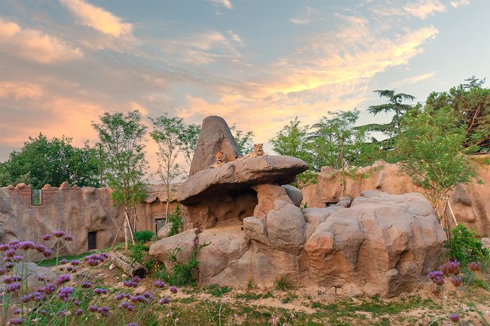 I leoni di Zoom al tramonto