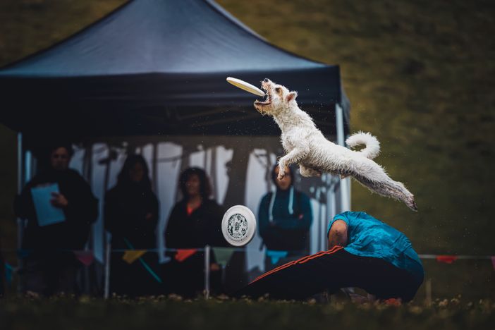 Nel fine settimana a Cumiana arrivano i ‘cani volanti’ del disc dog Nel fine settimana a Cumiana arrivano i ‘cani volanti’ del disc dog
