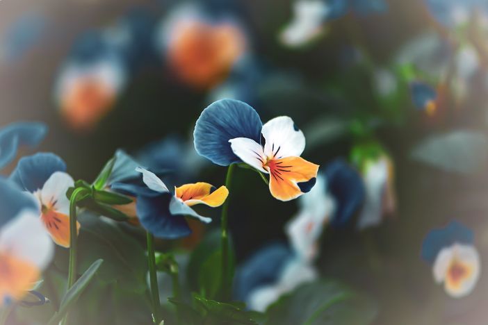 Cavour ritorna ‘in fiore’, sperando di “portare un po’ di luce”