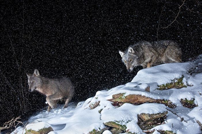 (Foto di Fabrizio Moglia) (Foto di Fabrizio Moglia)