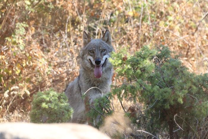 Pastore morso dal lupo a Usseaux: “Potenziati i controlli a Pian dell’Alpe”