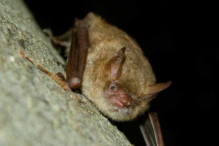 Casalborgone, una colonia di pipistrelli invade la chiesa: e ora si cerca di tutelarli Casalborgone, una colonia di pipistrelli invade la chiesa: e ora si cerca di tutelarli