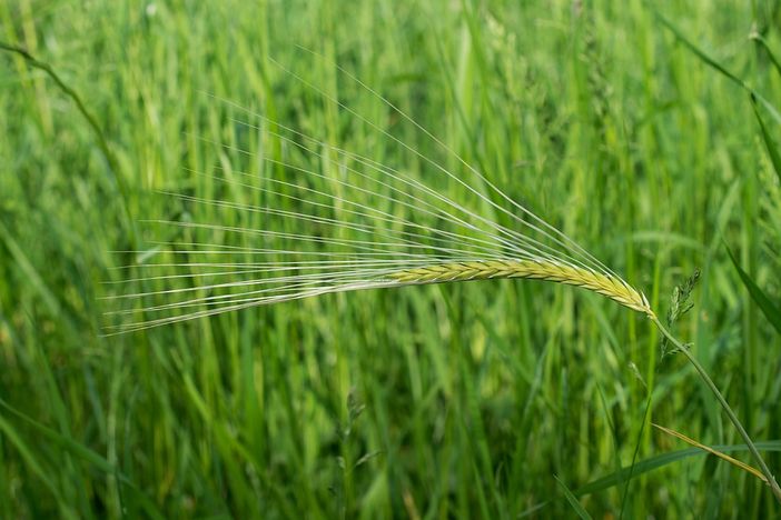 Agricoltura Piemonte: aperti i bandi del psr su agroambiente e biologico Agricoltura Piemonte: aperti i bandi del psr su agroambiente e biologico