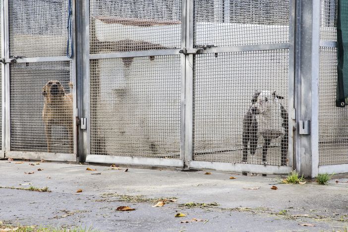 Canile di Torino pieno, arrivano 3 milioni per l'ampliamento Canile di Torino pieno, arrivano 3 milioni per l'ampliamento