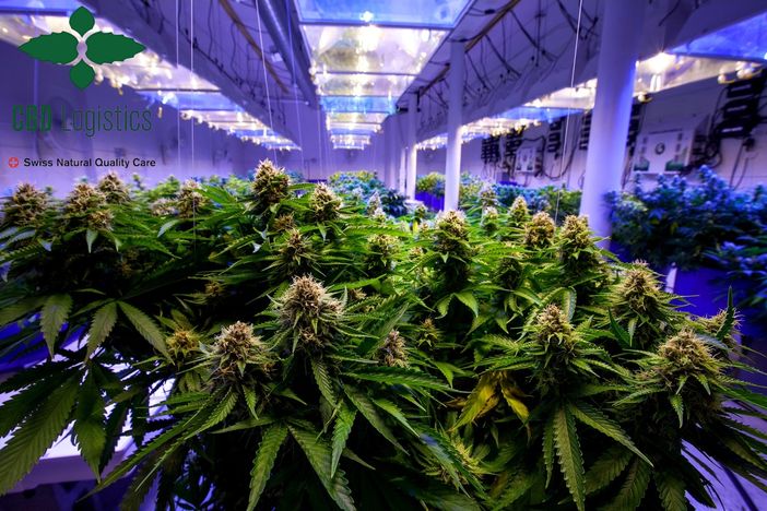 Solo da Cloni certificati si ottiene un ottimo Trim