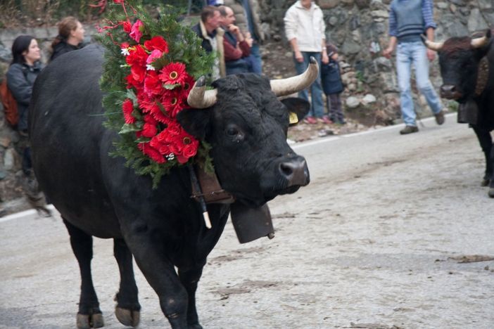 Tutto pronto per la XIV edizione della Desnalpà, la festa della discesa delle mandrie dagli alpeggi
