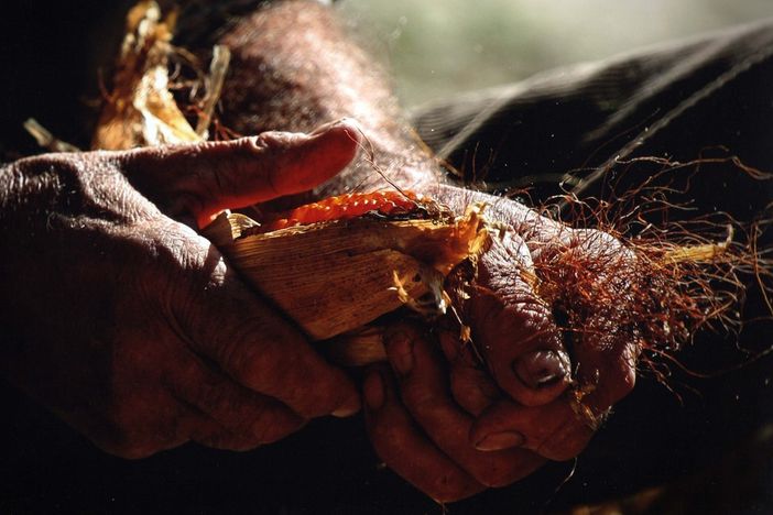 L'antico mais Pignoletto rosso in festa a Banchette tra passato e presente L'antico mais Pignoletto rosso in festa a Banchette tra passato e presente