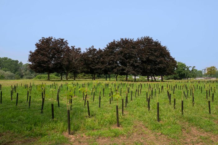 Giornata nazionale degli alberi: prosegue il grande piano di forestazione urbana di Torino Giornata nazionale degli alberi: prosegue il grande piano di forestazione urbana di Torino