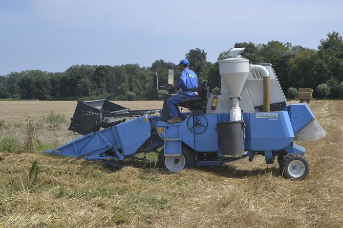 Coldiretti Piemonte e la trebbiatura del grano: "Puntare su nuovi accordi di filiera con l'agroindustria virtuosa”