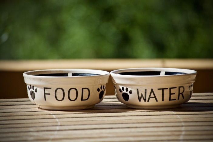 La dieta perfetta per il tuo cane: i consigli da seguire, i superfood e i cibi proibiti