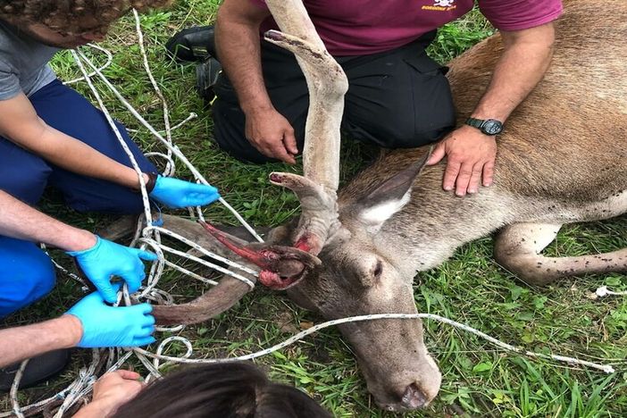 animale ferito e soccorso da mani umane animale ferito e soccorso da mani umane