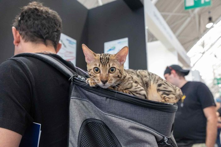 Quattrozampeinfiera torna a Torino: due giorni di eventi per gli amanti di cani e gatti