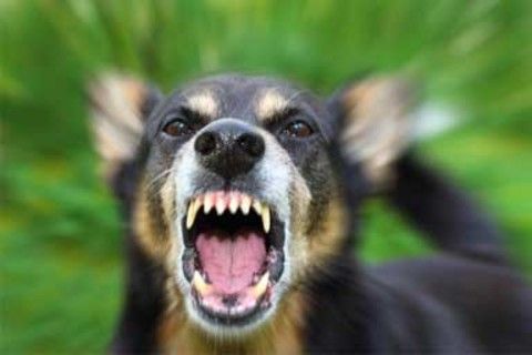 cane arrabbiato