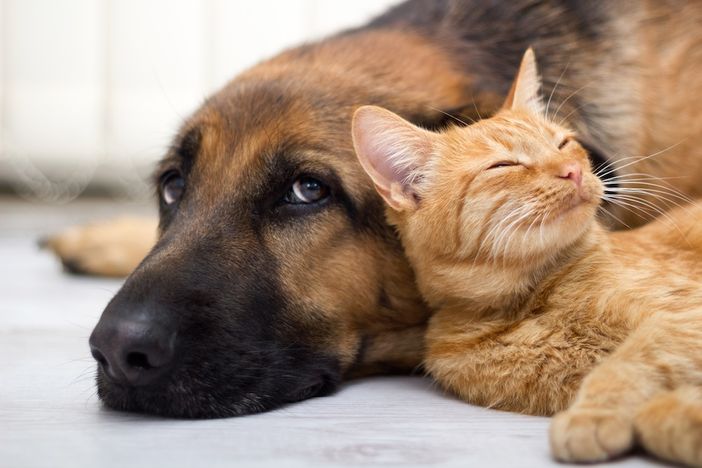 Un cane e un gatto