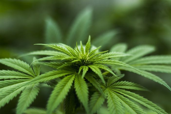 Cannabis light: cos’è e dove puoi acquistarla online Cannabis light: cos’è e dove puoi acquistarla online