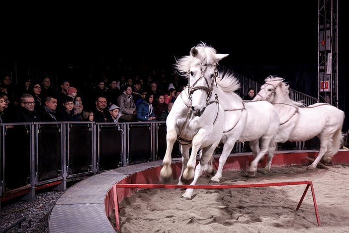 Arabian Horse Show, a Carmagnola il concorso per cavalli purosangue arabi Arabian Horse Show, a Carmagnola il concorso per cavalli purosangue arabi