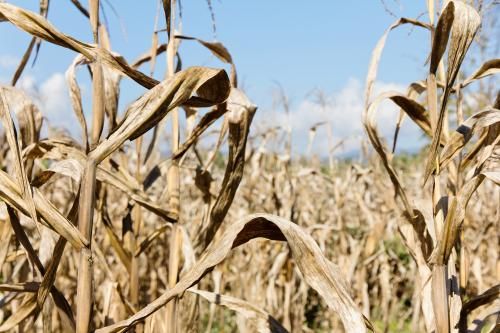 Coldiretti Piemonte: "L'acqua è manna dal cielo per le semine primaverili"