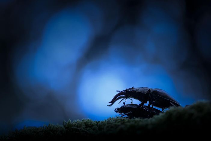 Fotografare il parco: vince Elisa Confortini con i cervi volanti